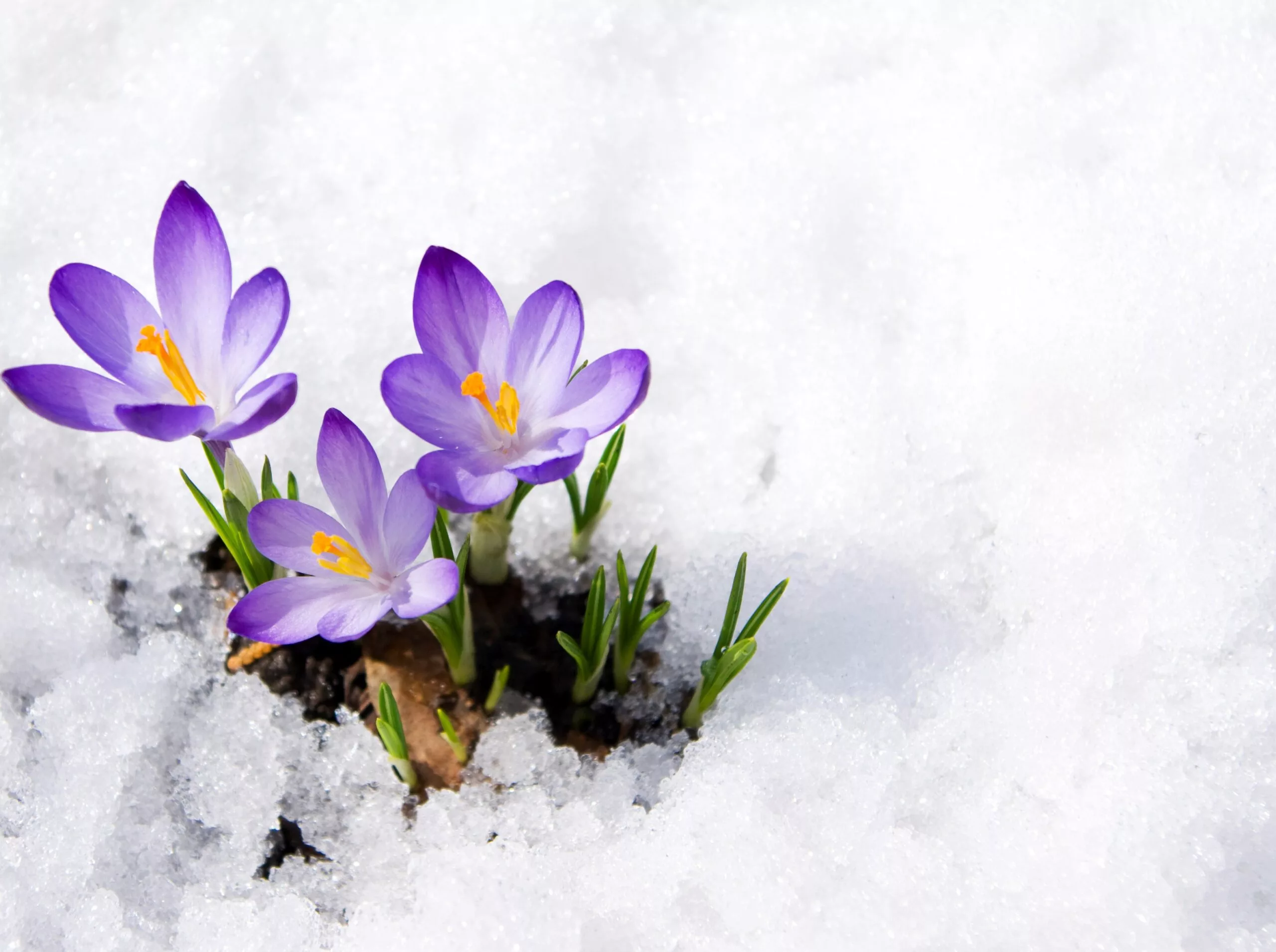 April 2023 Visa Bulletin – Slight Thaw for EB-3 China, Retrogression for EB-2 India and Rest of World