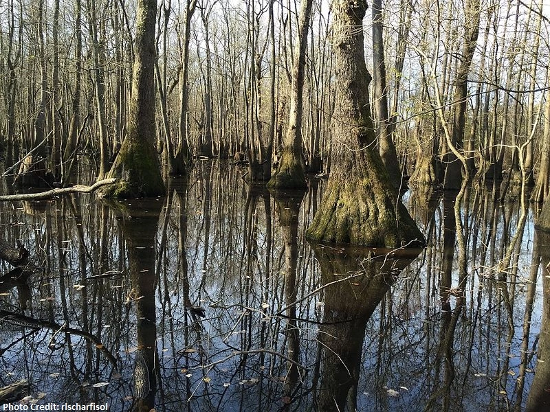 Federal District Court Halts Construction of Louisiana Pipeline Due to Corps' Failure to Explain Off-Site Mitigation