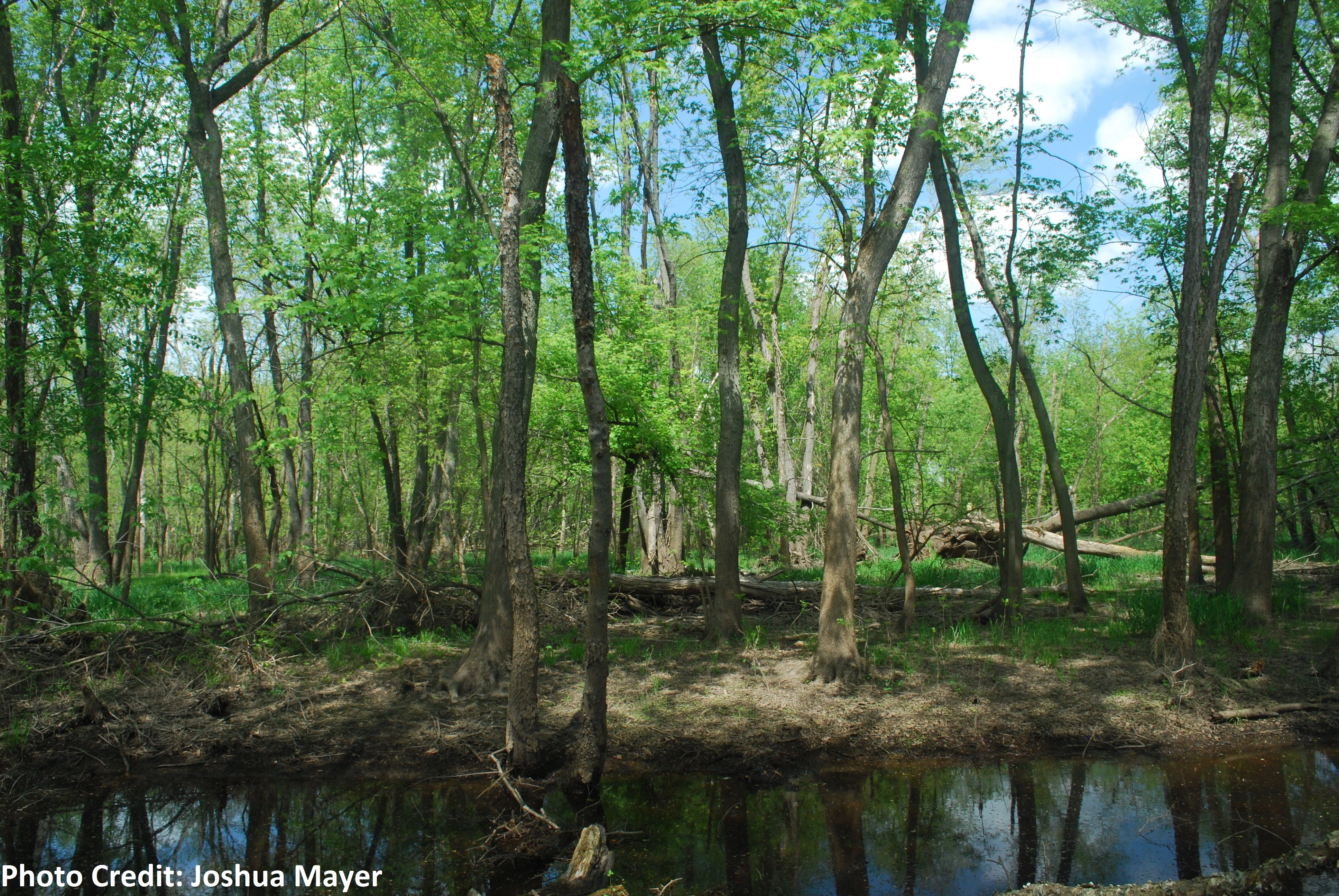 Fifth Circuit Vacates Preliminary Injunction on Appeal, Allowing Bayou Bridge Pipeline to Proceed