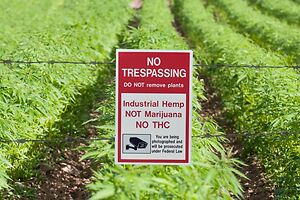 The Feds and States Move the Ball on Hemp Regulations