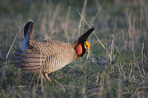 Lesser Prairie-Chicken Faces Re-Listing Under the Endangered Species Act