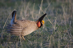 Here We Go Again: Lesser Prairie-Chicken Re-Listed Under the Endangered Species Act