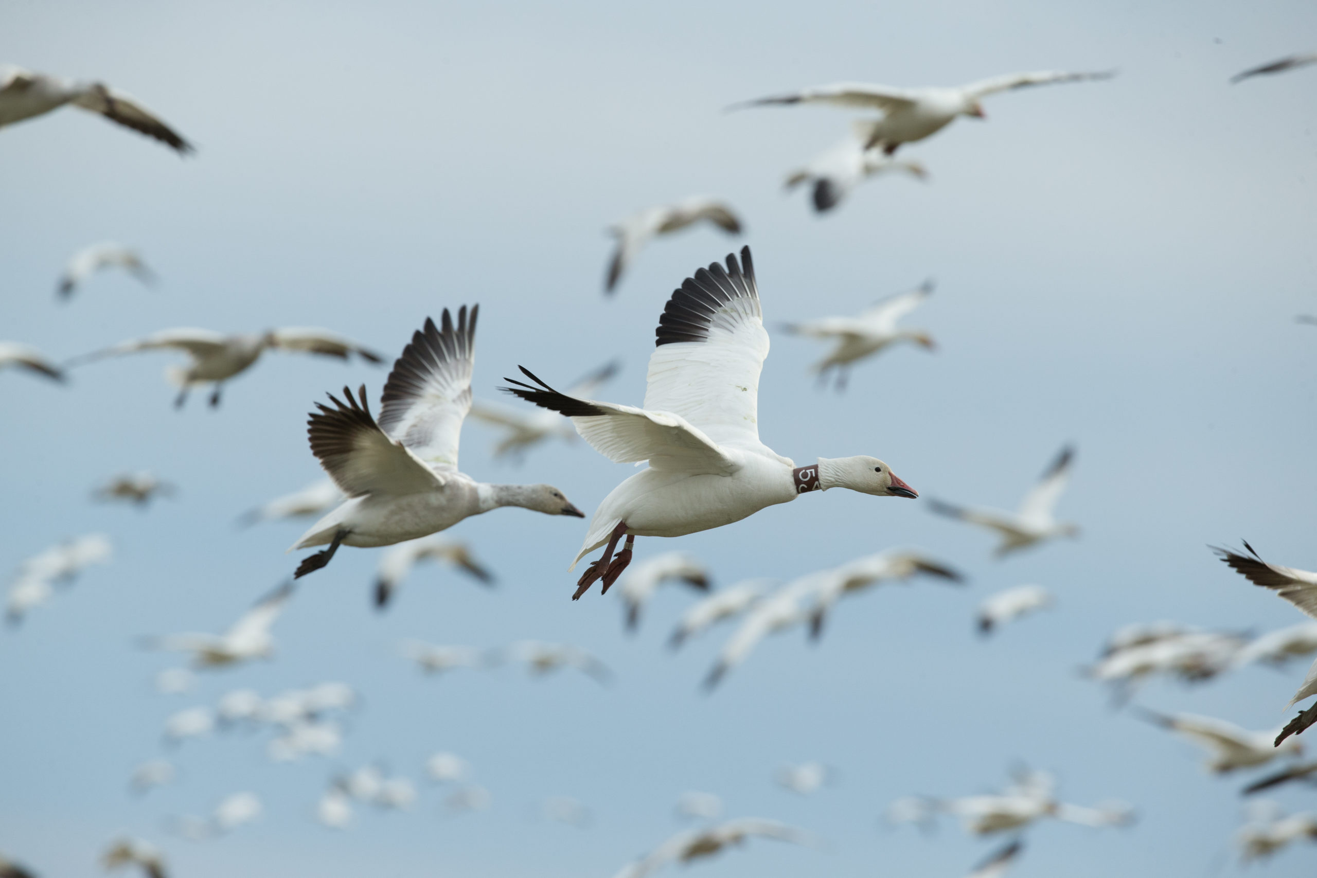 FWS Revokes Trump Administration’s Migratory Bird Treaty Act Rule