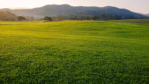 EPA Publishes a Final Rule Revoking All Tolerances for Chlorpyrifos, Impacting Raw Agricultural Commodities and Food Uses