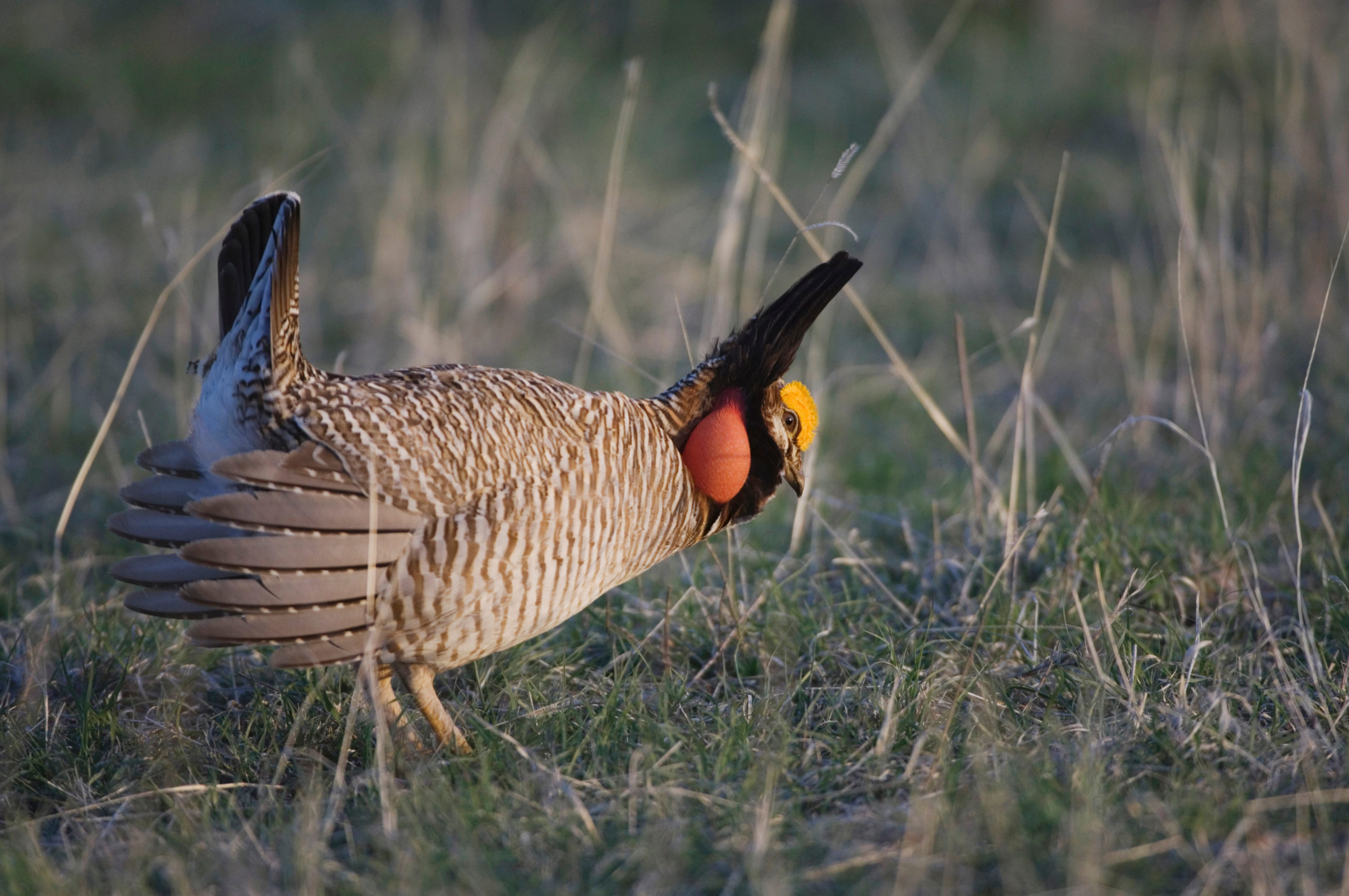 Lesser Prairie-Chicken Faces Re-Listing Under the Endangered Species Act