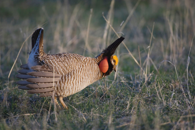 Here We Go Again: Lesser Prairie-Chicken Re-Listed Under the Endangered Species Act