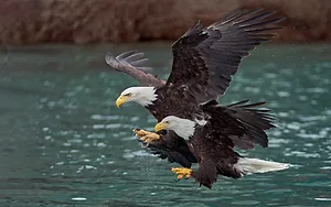 USFWS Tries Again to Make Eagle Take Permitting Process Work for Stakeholders and Wildlife