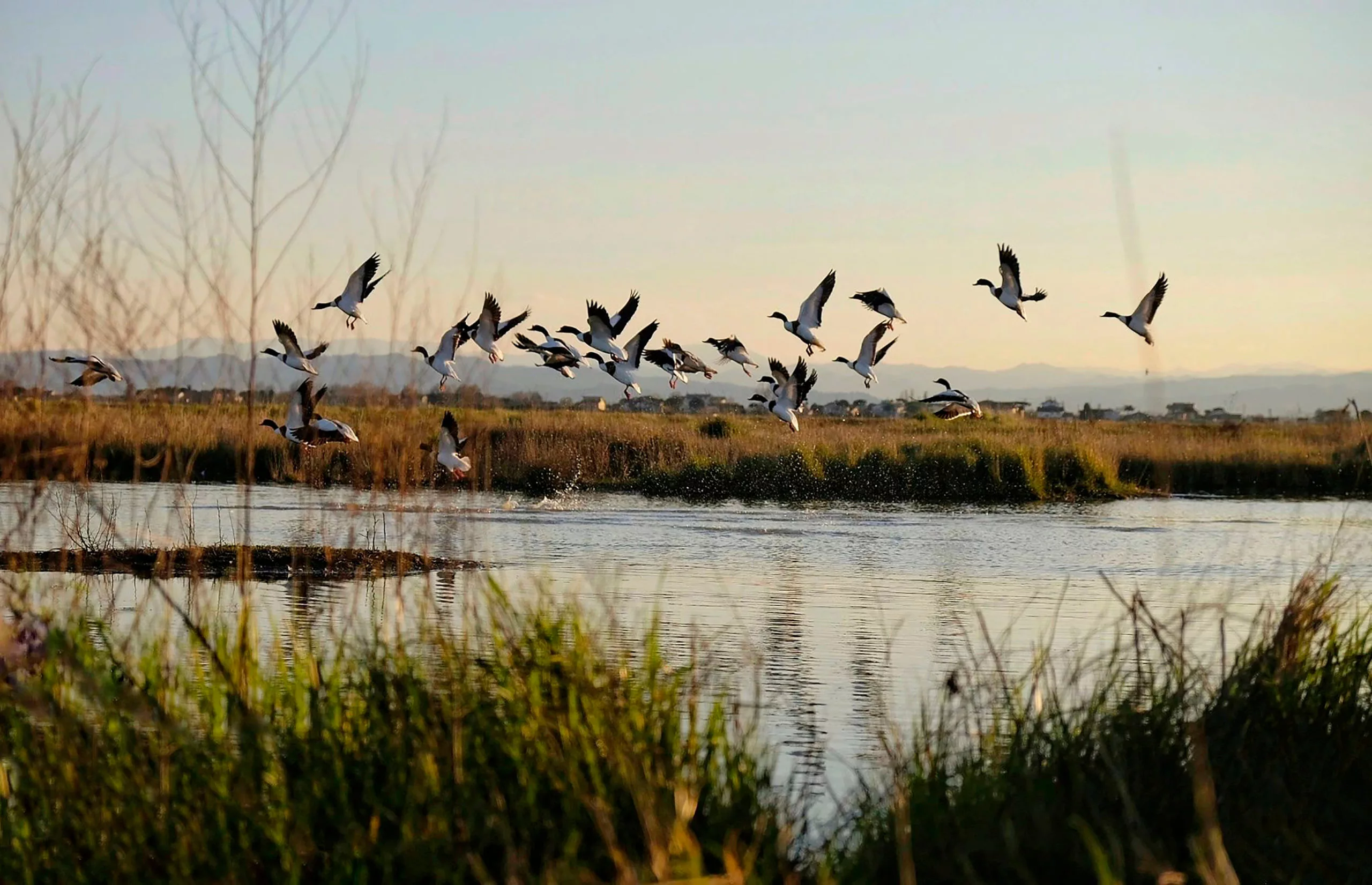 The Pendulum Swings Back (Again) on Prohibition of Incidental Take under the Migratory Bird Treaty Act