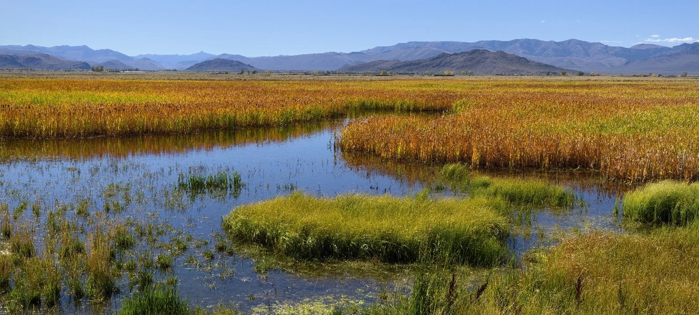 Agencies Issue Four Proposals to Improve Endangered Species Regulations