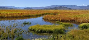 Agencies Issue Four Proposals to Improve Endangered Species Regulations