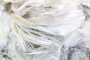 Federal District Court Poised to Consider Petition for Issuance of a New Rule Versus Petition for Amendment of an Existing Rule